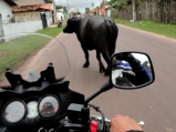 Em Soure, vemos mais búfalos nas ruas do que carrorros vira-latas